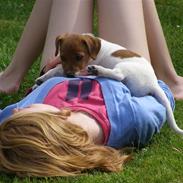 Jack russell terrier Chivas