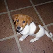 Jack russell terrier Chivas