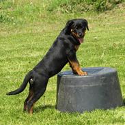 Rottweiler Marienlunds Grammy