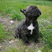 Fransk bulldog Champ