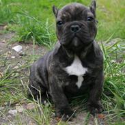 Fransk bulldog Champ