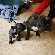 Fransk bulldog Champ