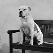 Amerikansk bulldog Enya Himmelhund ;(