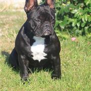 Fransk bulldog Emmy