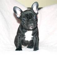 Fransk bulldog Emmy