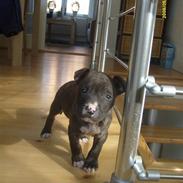 Amerikansk staffordshire terrier Tyson