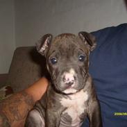 Amerikansk staffordshire terrier Tyson