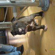 Amerikansk staffordshire terrier Tyson