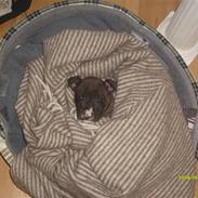 Amerikansk staffordshire terrier Tyson