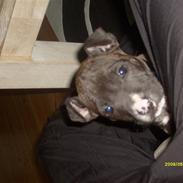 Amerikansk staffordshire terrier Tyson