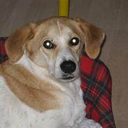 Blanding af racer Teddy