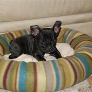Fransk bulldog Nemo