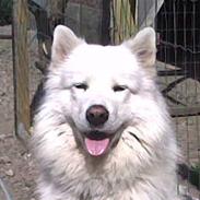 Samojedhund Samson