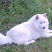 Samojedhund Samson
