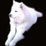 Samojedhund Samson
