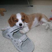 Cavalier king charles spaniel Gizmo