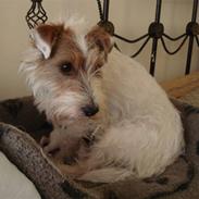 Jack russell terrier Agila