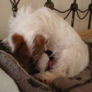 Jack russell terrier Agila