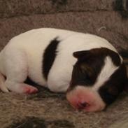 Jack russell terrier Agila