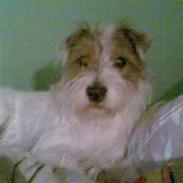 Jack russell terrier Agila