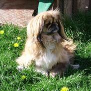 Pekingeser Sigma