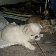 Pekingeser Sigma