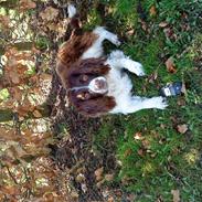 Engelsk springer spaniel Nicki