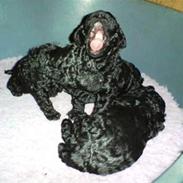 Mellempuddel Artmann Black Shania 