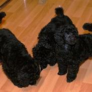 Mellempuddel Artmann Black Shania 