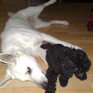 Mellempuddel Artmann Black Shania 