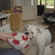 Engelsk bulldog Berta