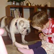 Engelsk bulldog Berta