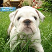 Engelsk bulldog Berta