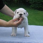 Engelsk bulldog Berta