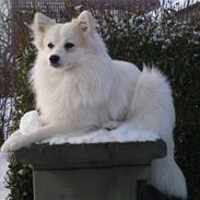 Blanding af racer Lupo