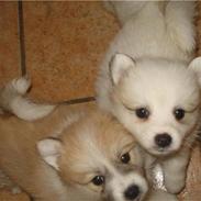 Blanding af racer Lupo