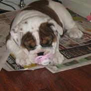 Engelsk bulldog Nulle