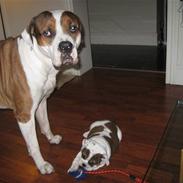 Engelsk bulldog Nulle