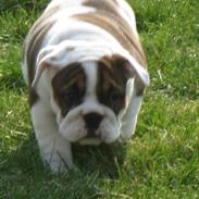 Engelsk bulldog Nulle