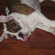 Engelsk bulldog Nulle