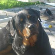 Rottweiler simba