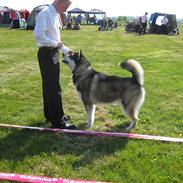 Alaskan malamute kiano