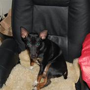 Blanding af racer pax