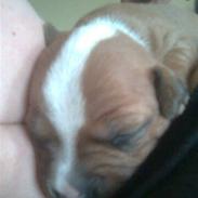 Staffordshire bull terrier Bella