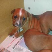 Staffordshire bull terrier Bella