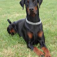 Dobermann Ares *R.I.P*