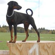 Dobermann Ares *R.I.P*