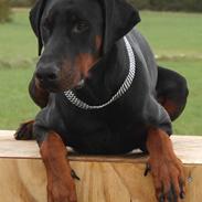 Dobermann Ares *R.I.P*