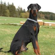Dobermann Ares *R.I.P*