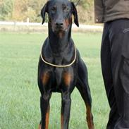 Dobermann Ares *R.I.P*